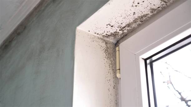 Best Professional Mold Removal  in Rodeo, CA
