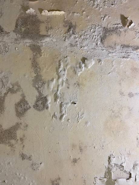 Attic Mold Removal in Rodeo, CA