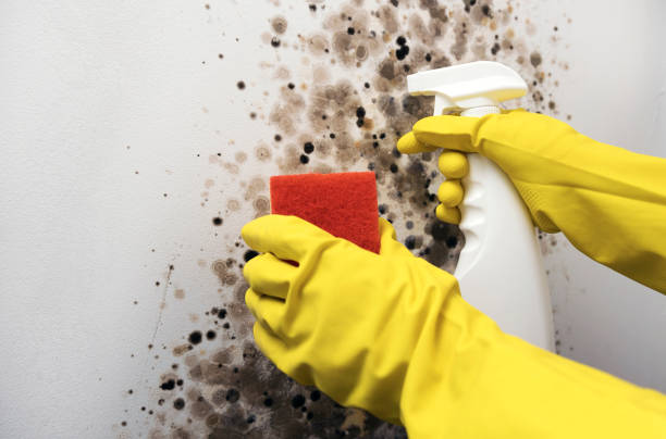 Best Local Mold Removal Service  in Rodeo, CA
