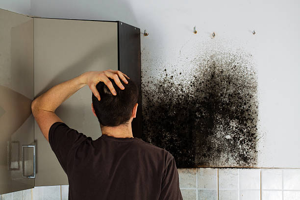 Best Mold Removal Specialists  in Rodeo, CA
