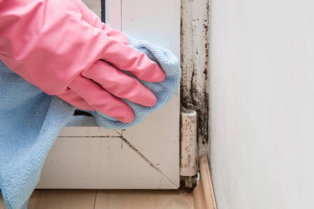 Best Mold Damage Repair  in Rodeo, CA