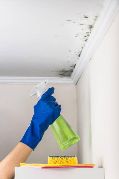 Trusted Rodeo, CA Mold Removal Experts